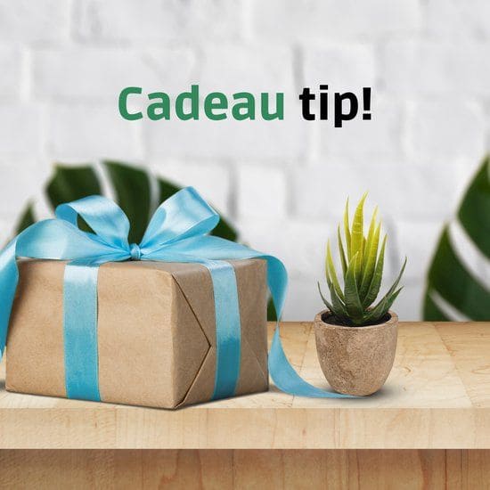 GreenDream Mini Kunstplanten - Vetplanten in Pot 6 stuks - Cadeautip
