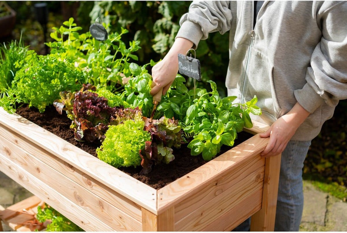 Westmann Plantenbak WM102420 - Tuin Hochbeed