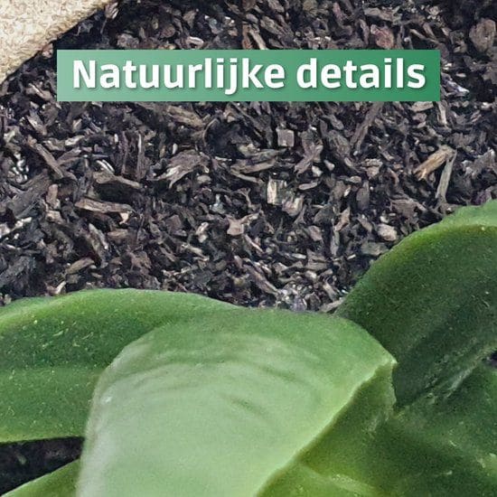 GreenDream Mini Kunstplanten - Vetplanten in Pot 6 stuks - Cadeautip