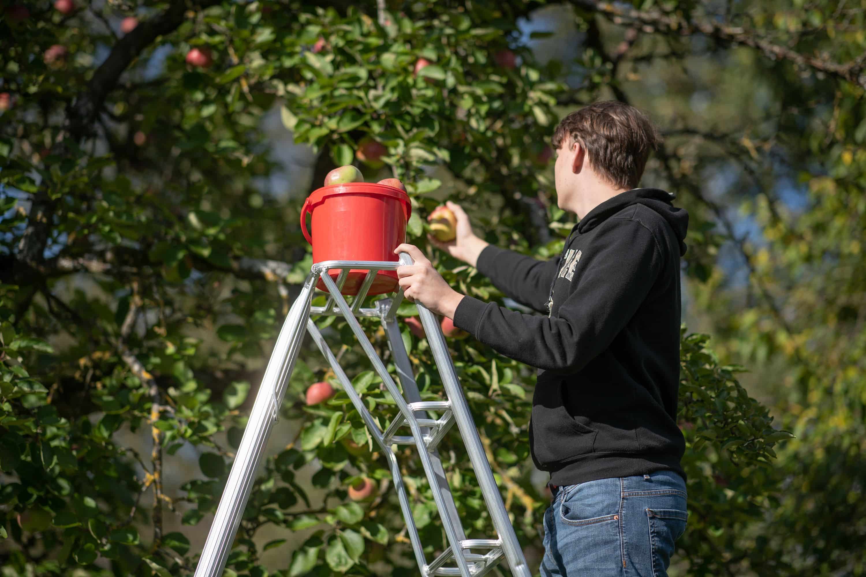 Niwaki Driepoot Tuinladder 240 cm Snoeiladder Tripod Ladder - Plukladder